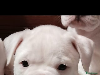 Dorset Olde Tyme Bulldogge dogs - Advert 1