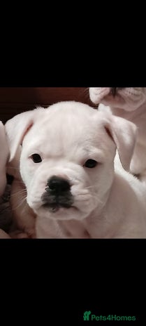 Dorset Olde Tyme Bulldogge dogs - Advert 1