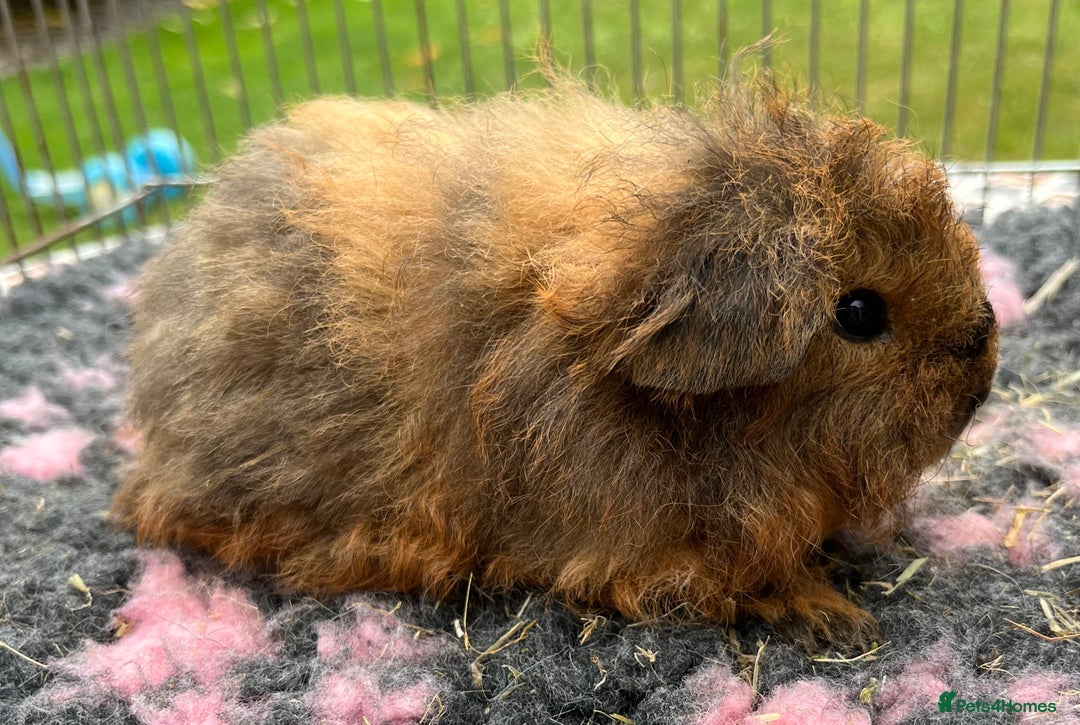 Guinea Pig rodents for sale: Texel,Sheltie,merino,coronet guinea pigs  - Image 7
