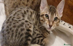 Savannah cats for sale: Fabulous F5 SBT Savannah Kittens! - Image 9