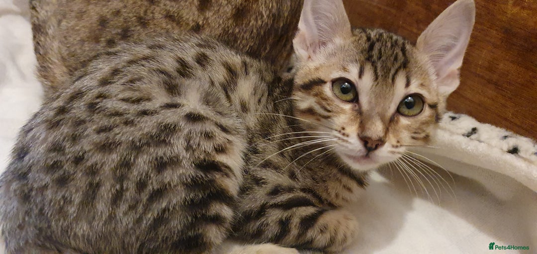 Savannah cats for sale: Fabulous F5 SBT Savannah Kittens! - Image 9
