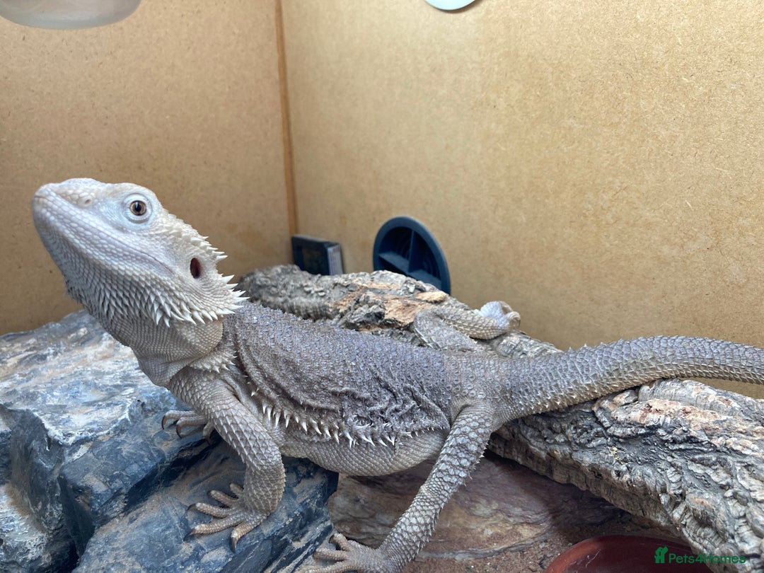 Bearded Dragon reptiles for sale: Baby beardies - Image 33