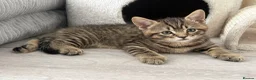 British Shorthair cats for sale: British shorthair Kittens - Advert 4