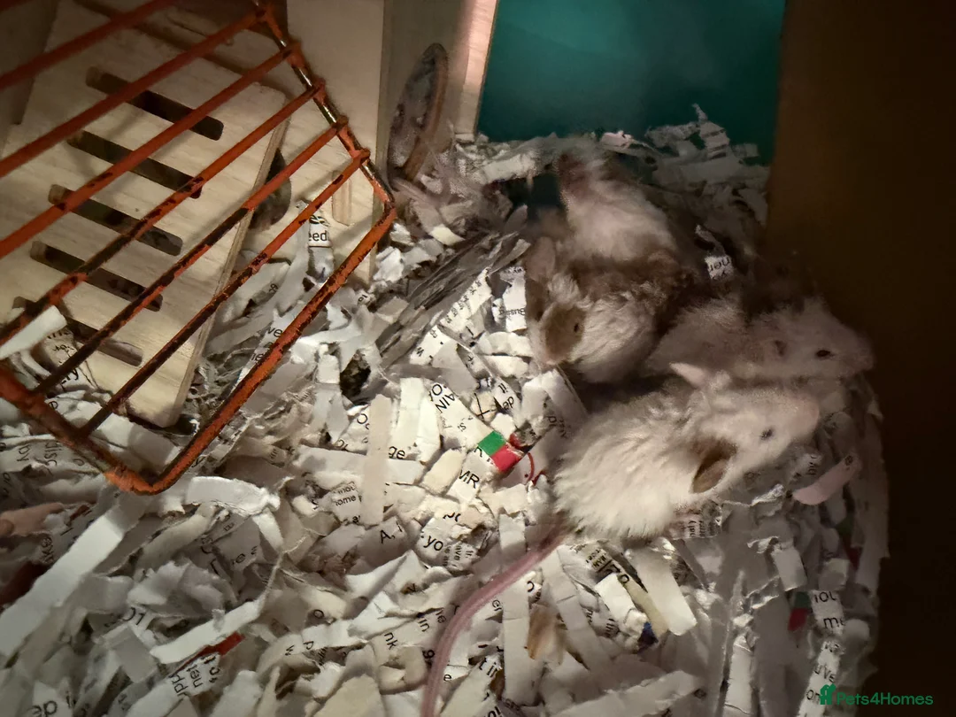 Mouse rodents for sale: Fancy Mice for Sale – £10 Each - Advert 1