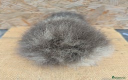 Guinea Pig rodents for sale: Swiss boar - Image 4
