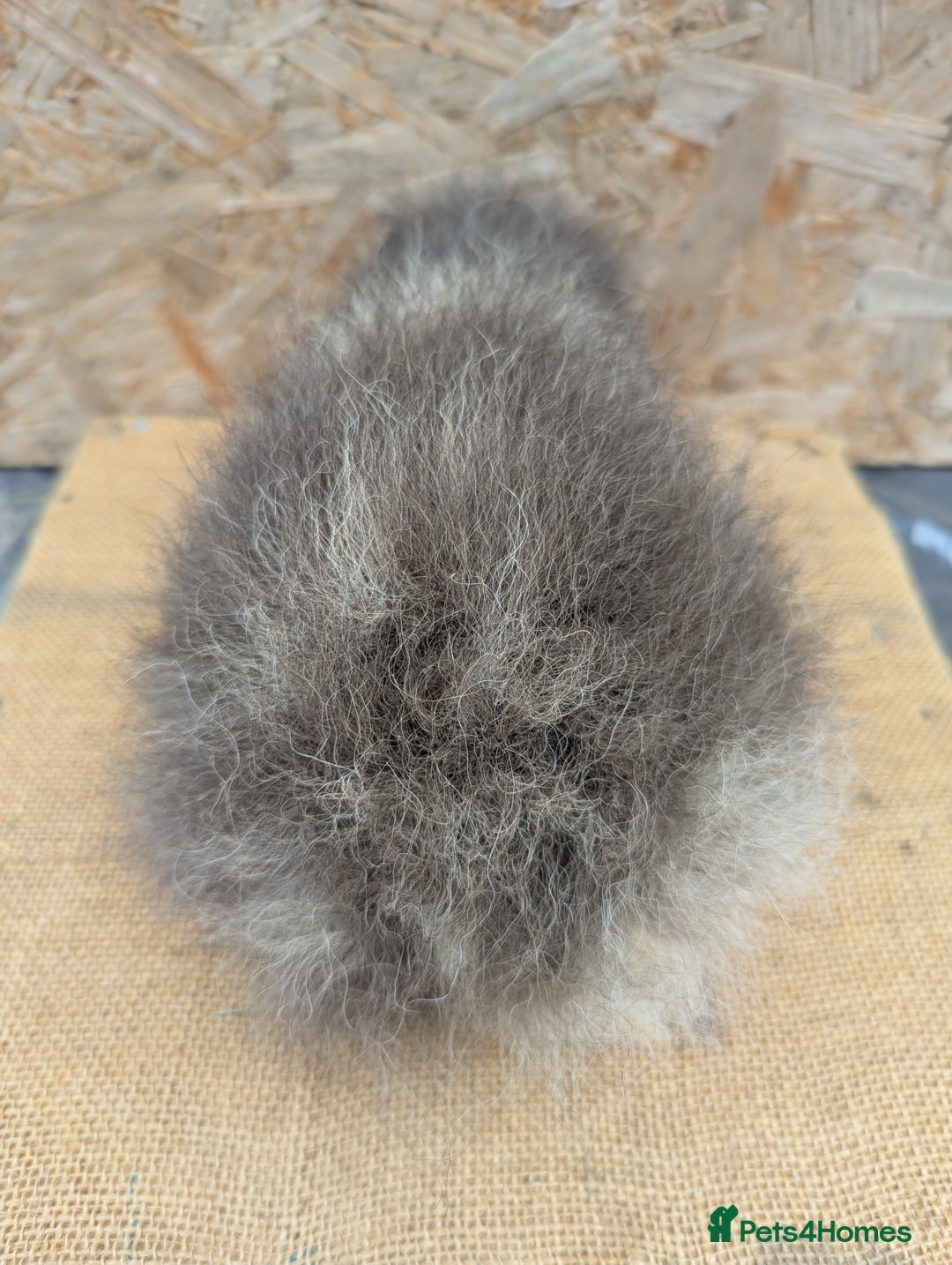 Guinea Pig rodents for sale: Swiss boar - Image 4