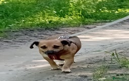 Mixed Breed dogs for adoption: 💖🐶 BONNY 🐶💖 - Image 8