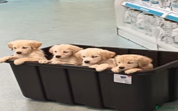 Golden Retriever dogs for sale: 9 weeks old golden retriever puppy’s  - Image 1