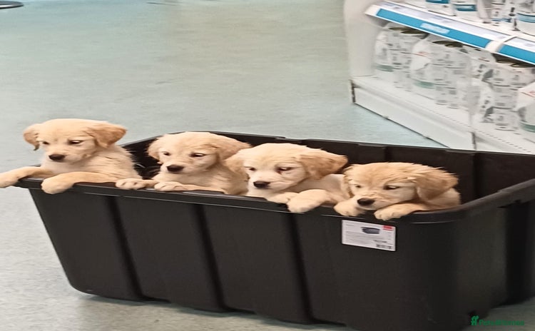 Golden Retriever dogs - Advert 4