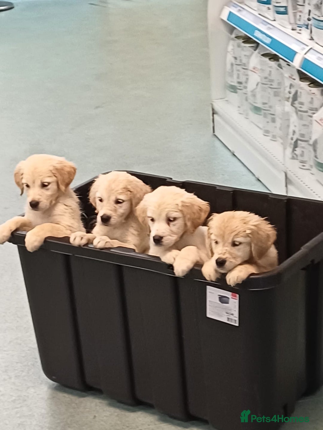 Golden Retriever dogs for sale: 9 weeks old golden retriever puppy’s  - Image 1