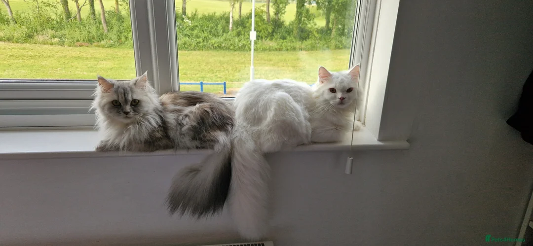 Persian cats for sale: Ready for new home Persian kittens - Advert 15