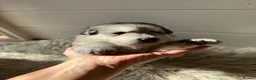 Mixed Breed dogs for stud: German Shepherd/Alaskan Malamute Isabella Coat - Advert 10