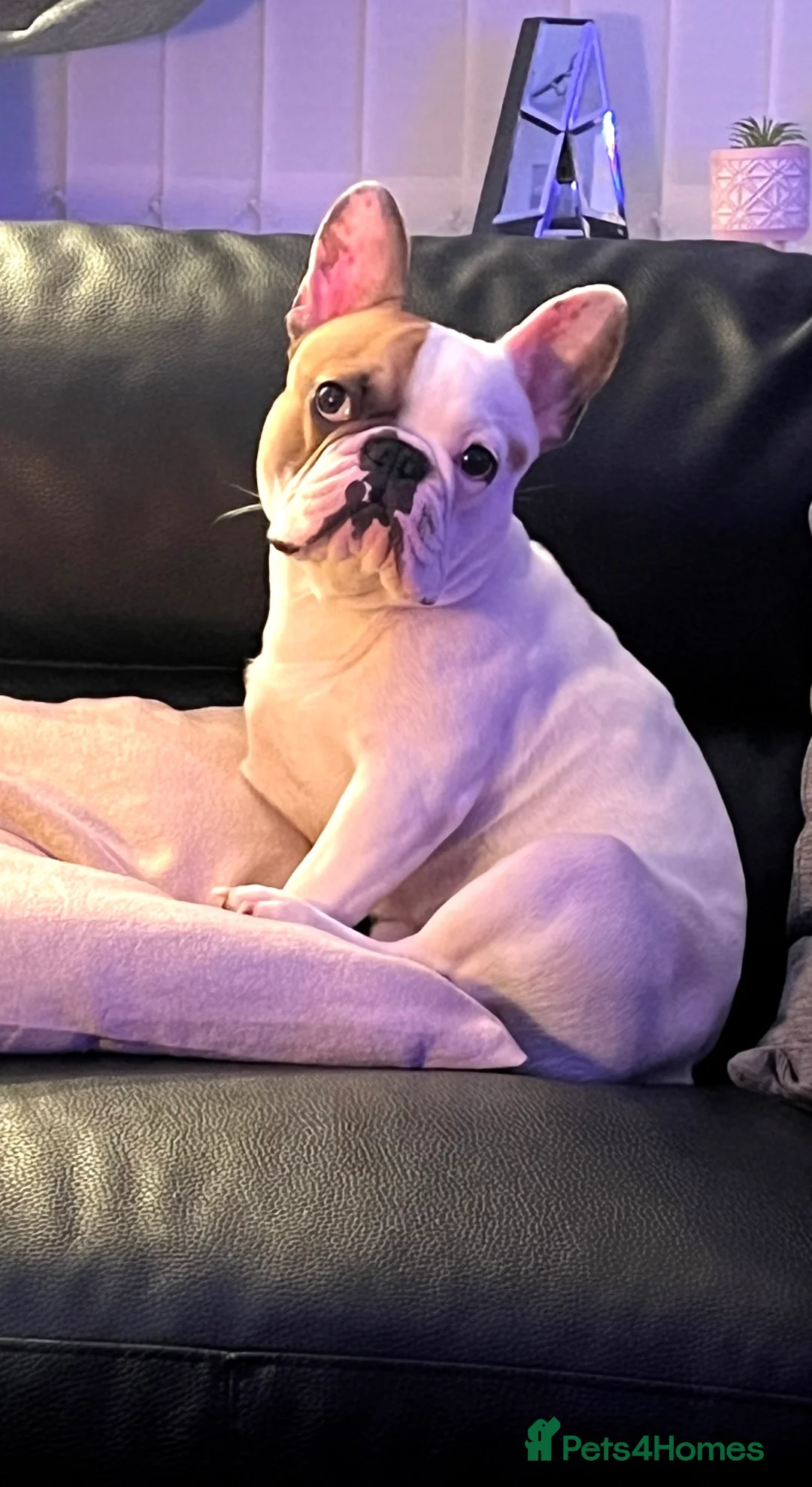 French Bulldog dogs for sale: Rehoming French Bulldog  - Advert 11