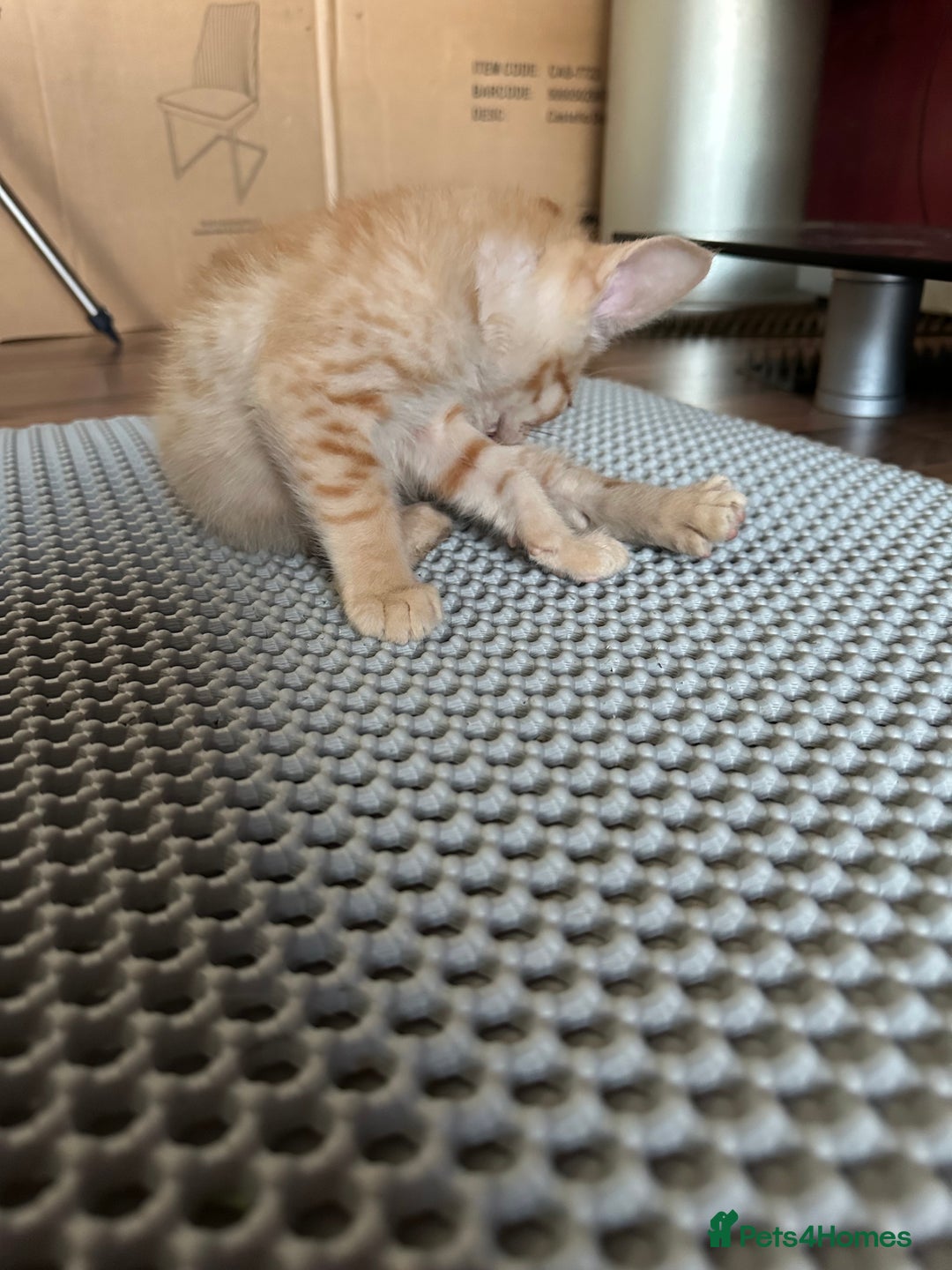 Mixed Breed cats for sale: Amazing Half Bengals !!! - Advert 6