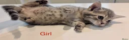 Mixed Breed cats for sale: Scottish straight, turquoise shell adorable 🥰  - Advert 29