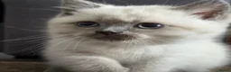 Scottish Fold cats for sale: Scottish Fold & straight Kittens PRICE -NEGOTIABLE - Advert 14