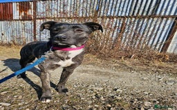 Mixed Breed dogs for adoption: A Beautiful and Gentle Girl - for a Loving Home - Image 28