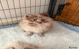 Pomeranian dogs for sale: BEAUTIFUL POMERANIAN BOY PUPPIES  in Ongar - Image 6