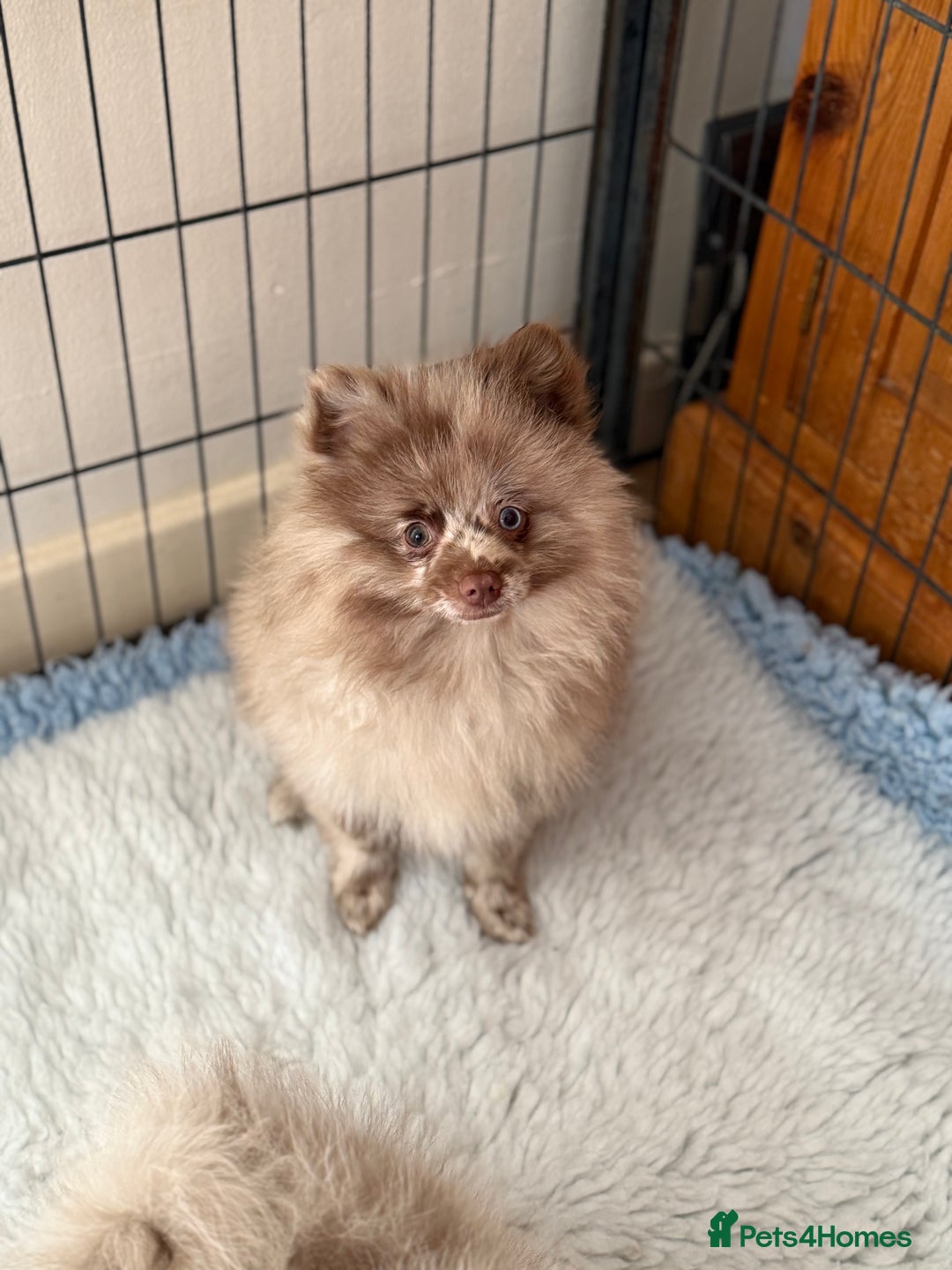 Pomeranian dogs for sale: BEAUTIFUL POMERANIAN BOY PUPPIES  in Ongar - Image 6