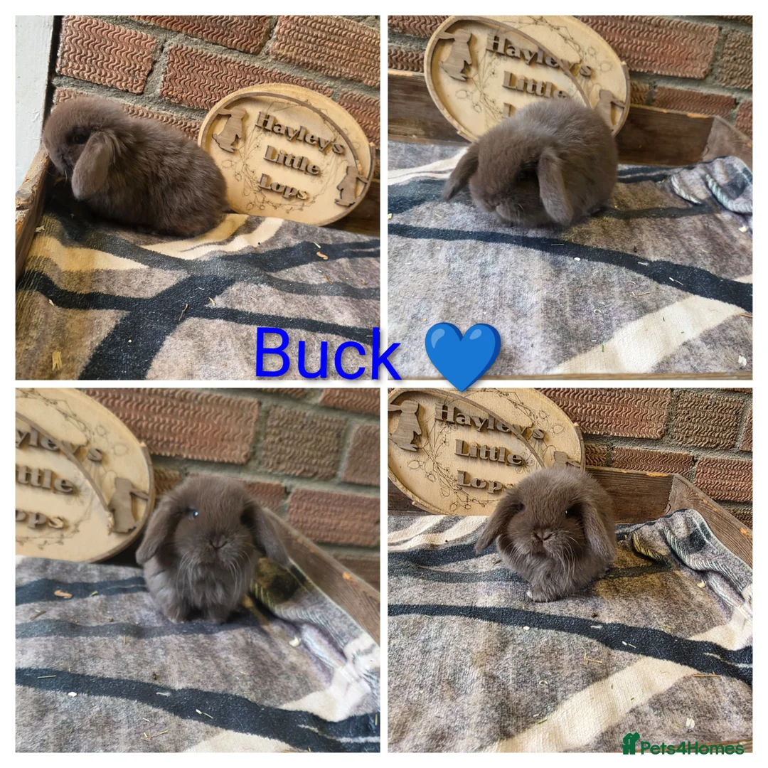 Mini Lop rabbits for sale: Gorgeous pure breed mini lops  - Advert 4