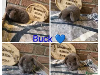 Mini Lop rabbits Gorgeous pure breed mini lops - Advert 14