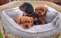 Cavalier King Charles Spaniel dogs for sale: Cavalier King Charles spaniel  - Image 5