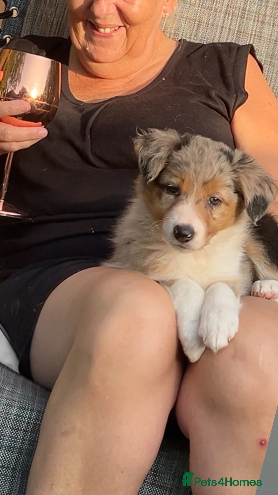 Border Collie dogs for sale: Beautiful Merle female border collie - Advert 2