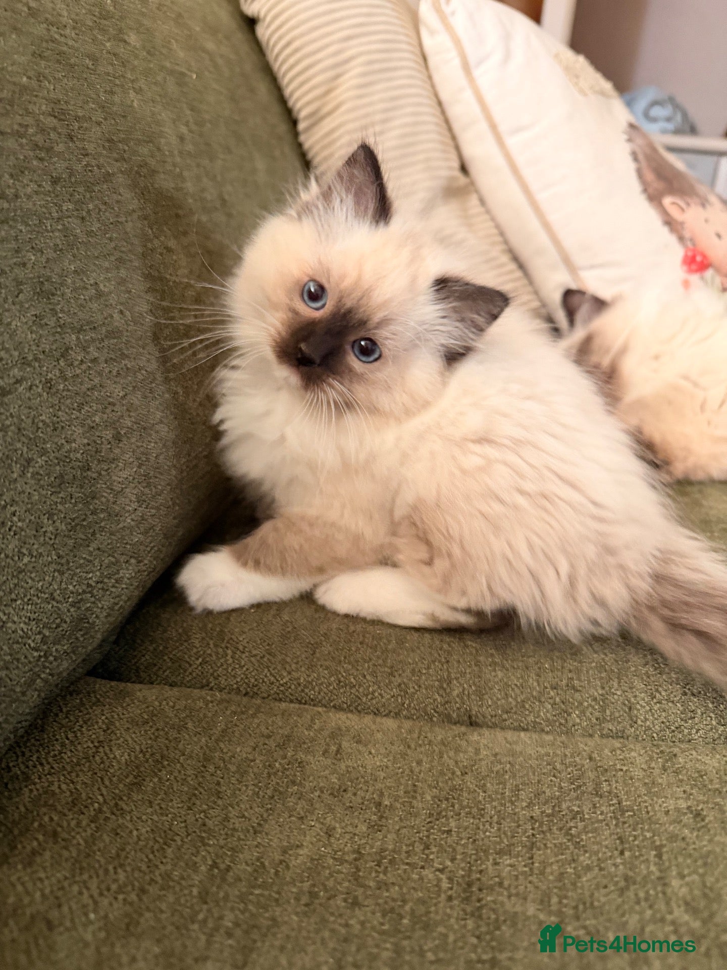 Ragdoll cats Seal point/seal point mitted and mitted blue point - Advert 1