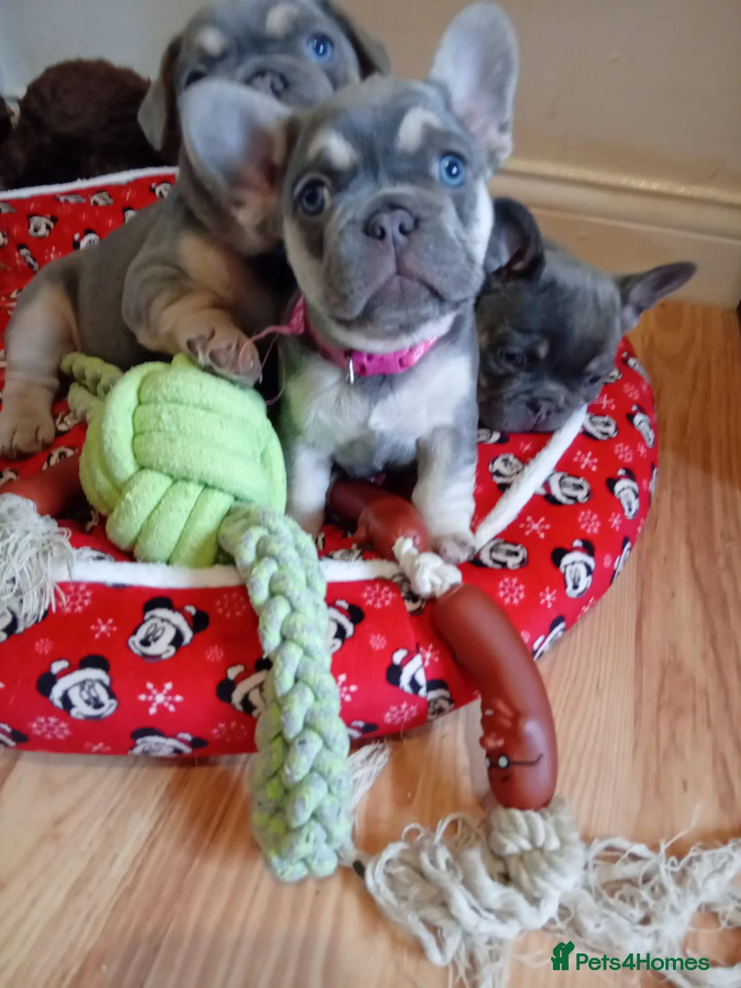 French Bulldog dogs for stud: Lilac and tan carrying cream, testable & fluffy in Motherwell - Advert 23