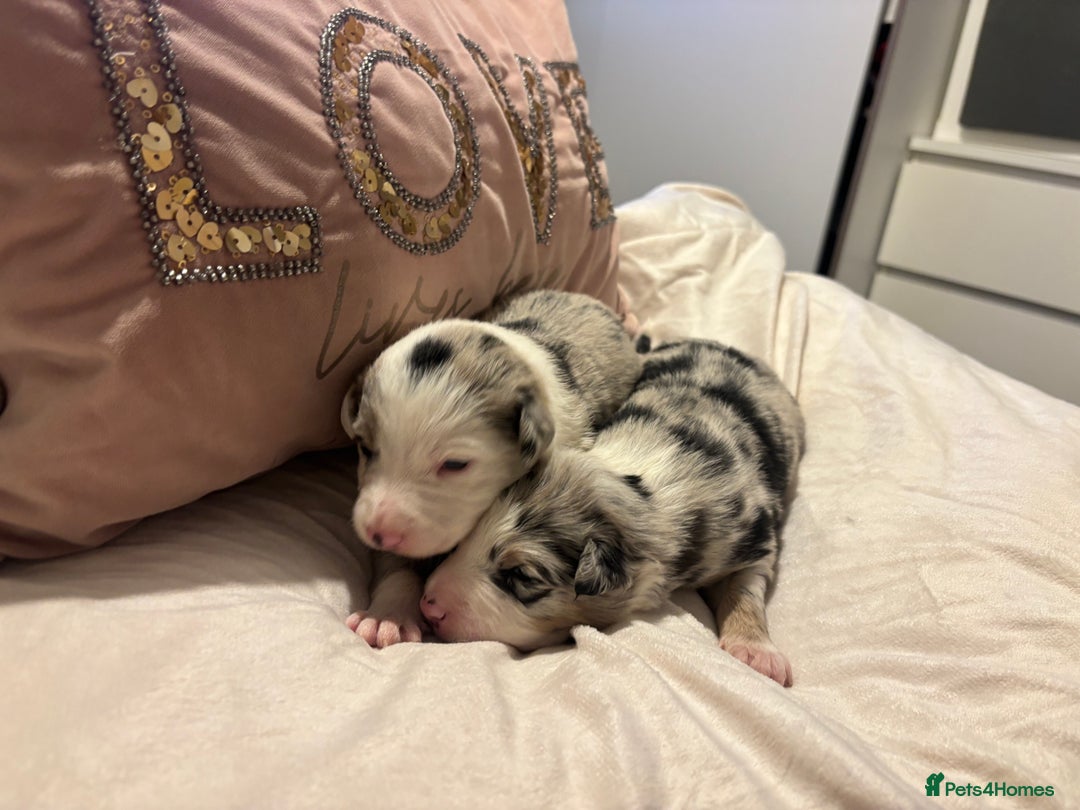 Border Collie dogs for sale: Border collie puppy’s ready to reserve  - Image 32