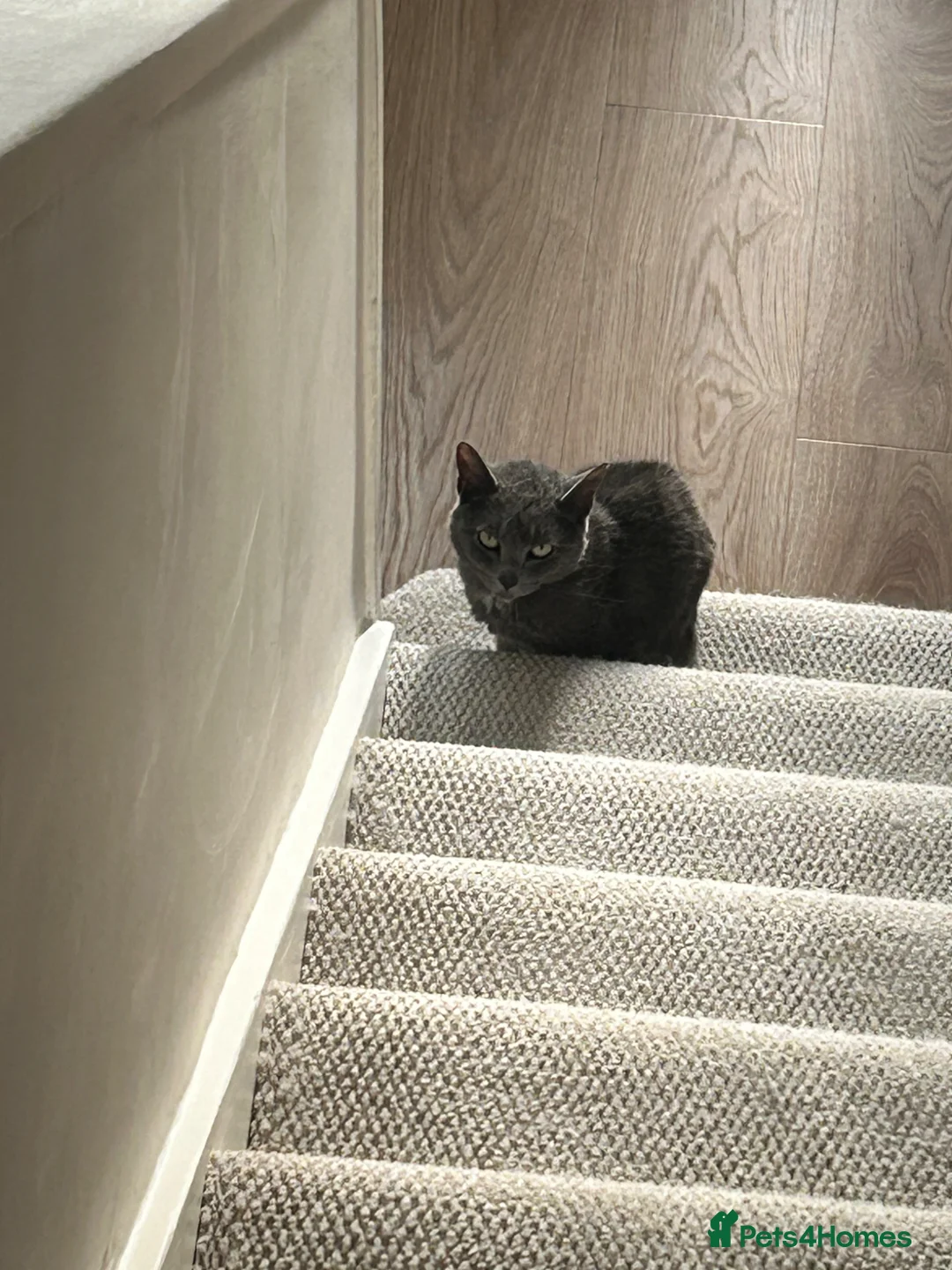 Domestic Shorthair cats for sale: Female cat for rehoming. in Barton-upon-Humber - Advert 4