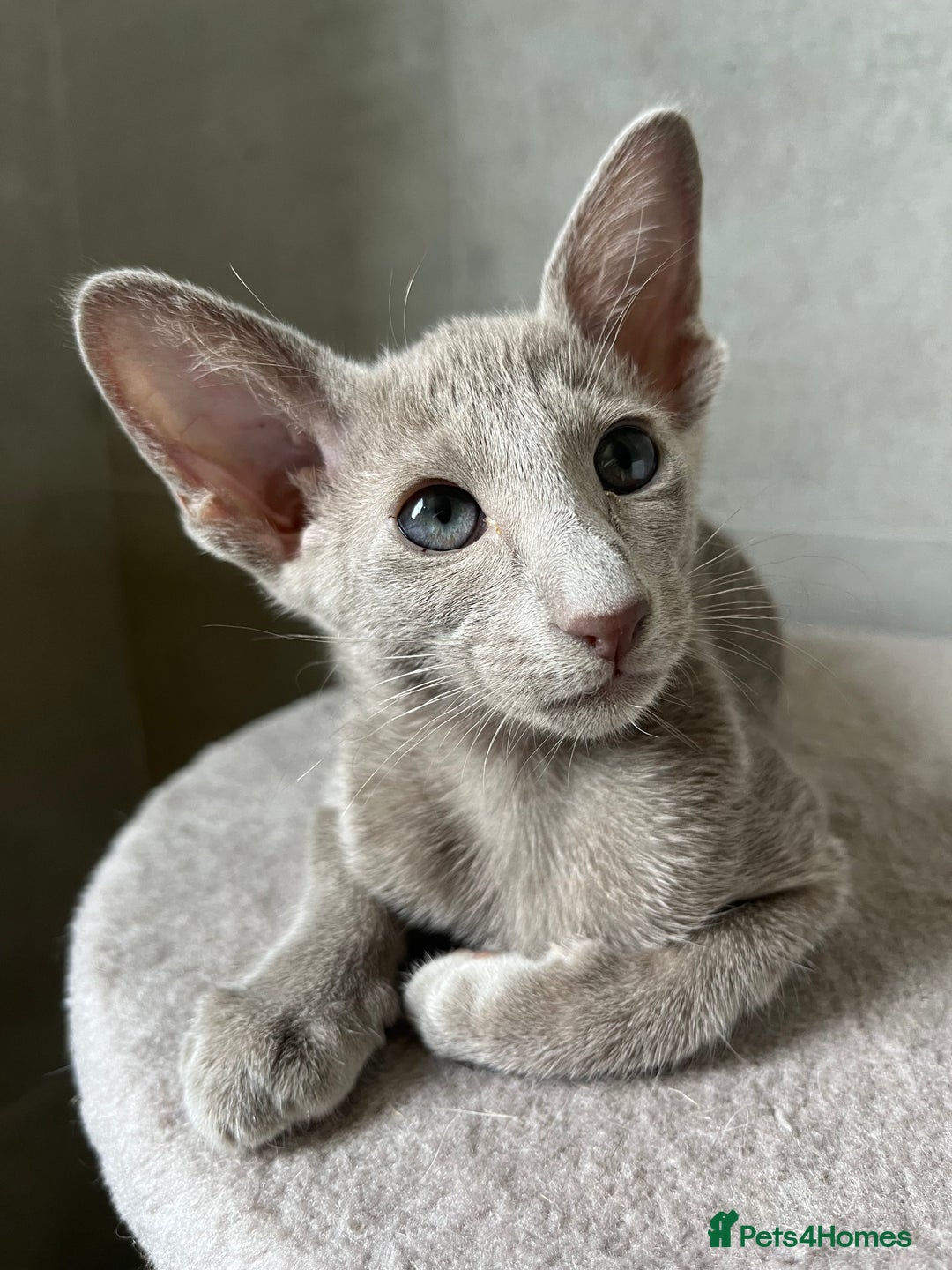 Oriental cats for sale: Supreme pedigree Lilac Oriental kittens GCCF reg - Advert 11