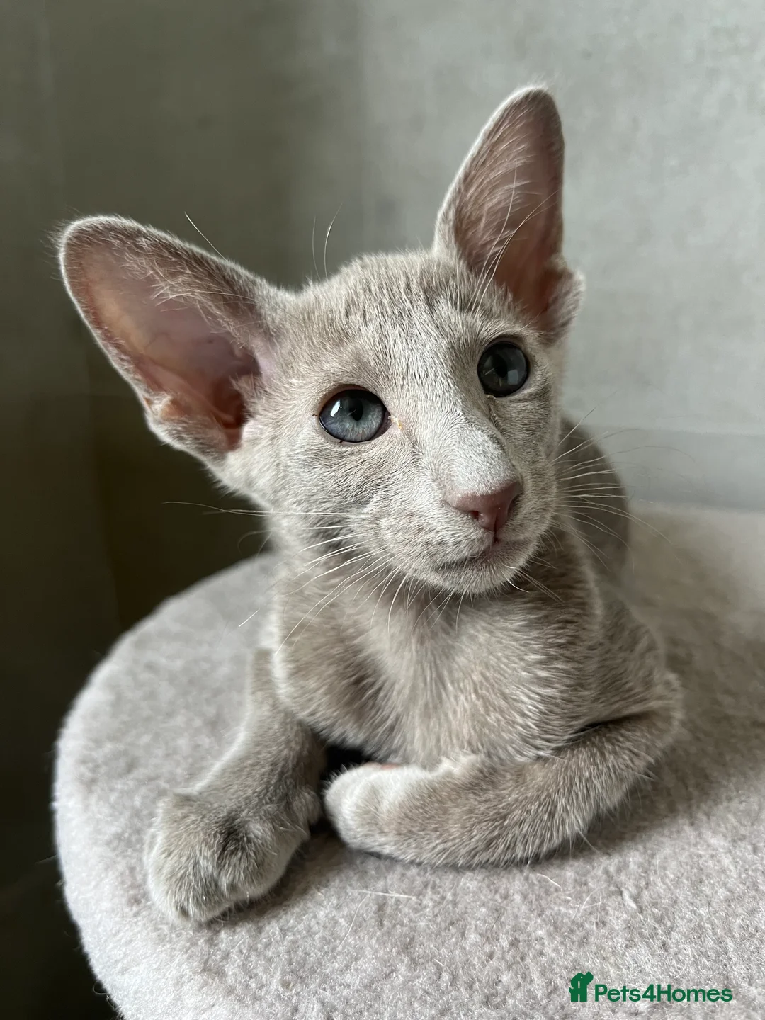 Oriental cats for sale: Supreme pedigree Oriental kittens GCCF reg - Advert 10