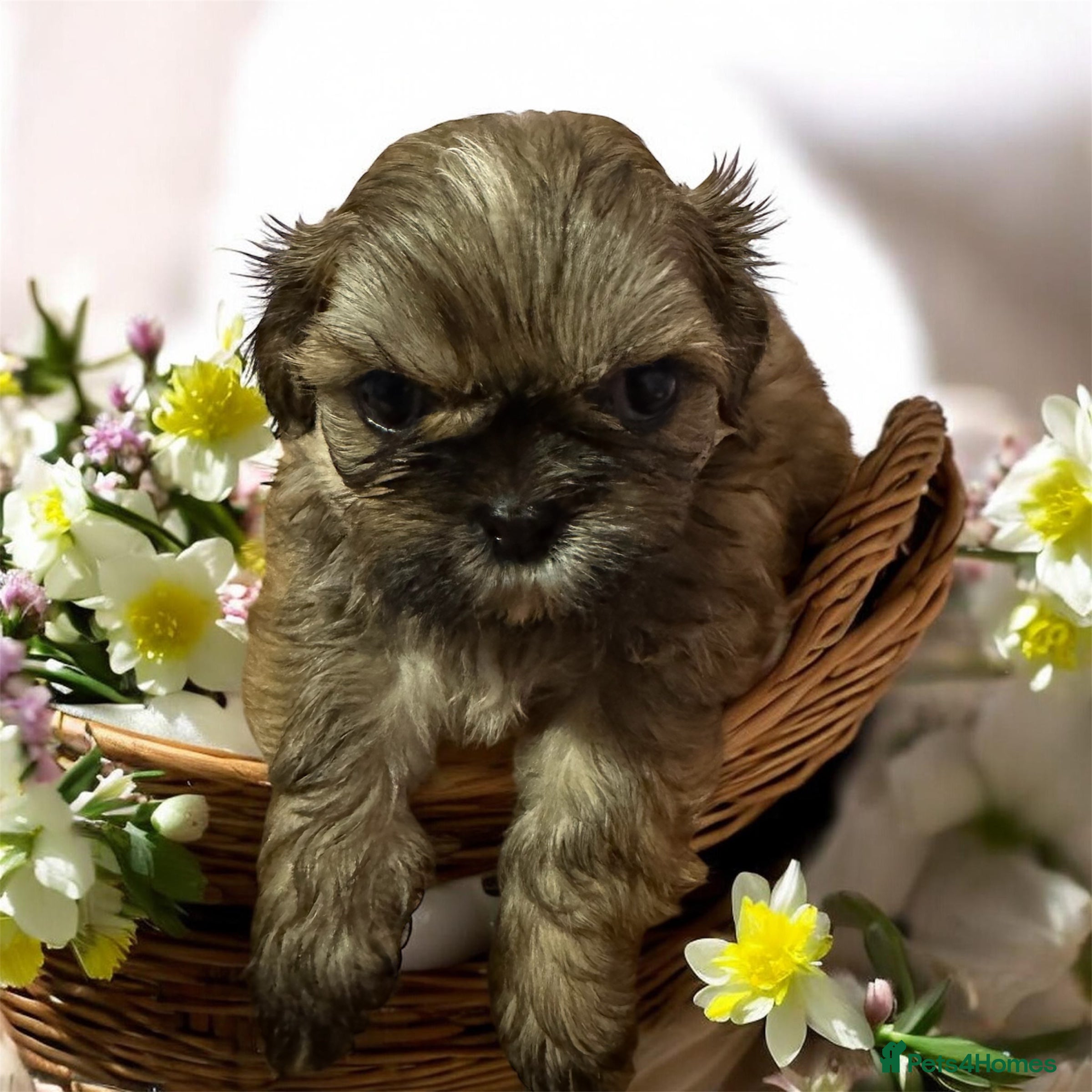 Shih Tzu dogs Chocolate Shihtzu puppies  - Advert 5