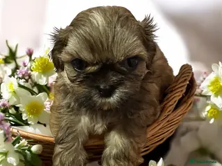 Shih Tzu dogs Chocolate Shihtzu puppies - Advert 5