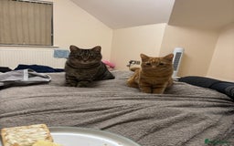 Domestic Shorthair cats for sale: Binx or bonk  - Image 6