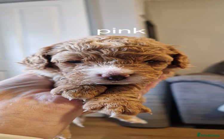 Cavapoo dogs - Advert 4
