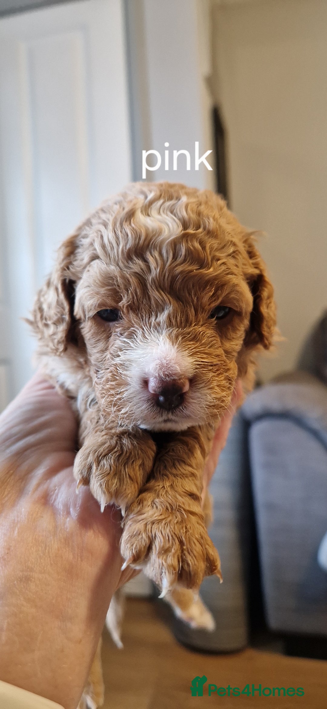 Cavapoo dogs for sale: Beautiful cavapoo puppies - Image 1