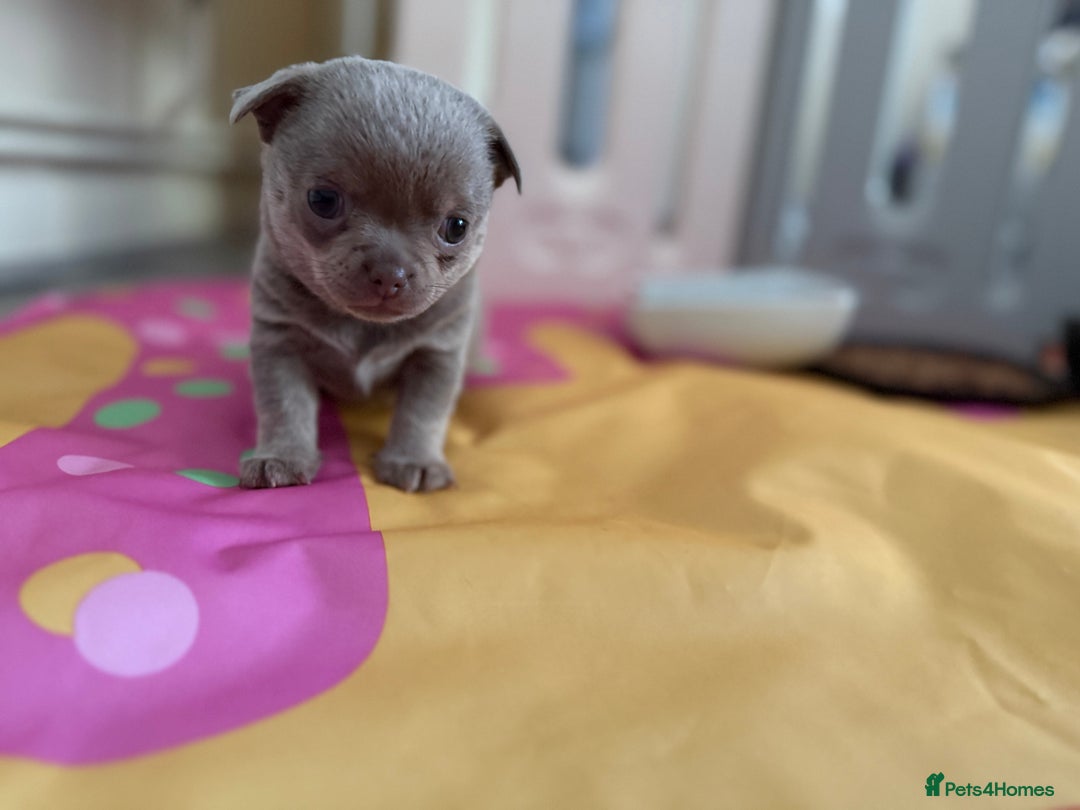 Chihuahua dogs for sale: KC reg Handsome lilac & tan boy 🍎 🐶  - Image 12