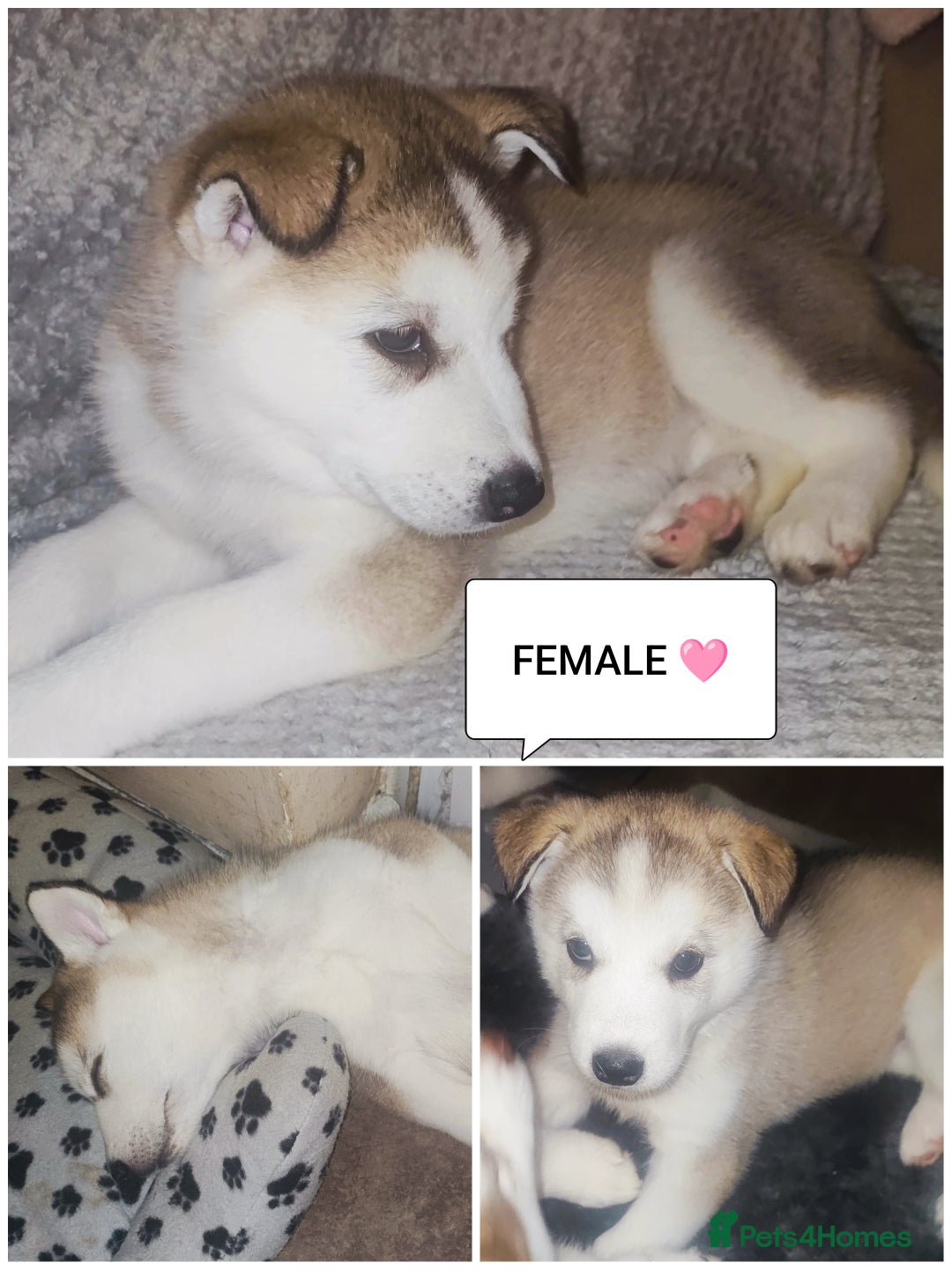 Utonagan dogs for sale: Maliky/ huskymute puppies  - Image 2
