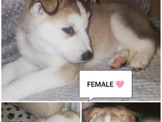 Utonagan dogs Maliky/ huskymute puppies - Advert 1