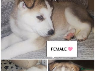 Utonagan dogs Maliky/ huskymute puppies - Advert 20