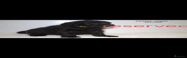 Goldendoodle Puppy 1