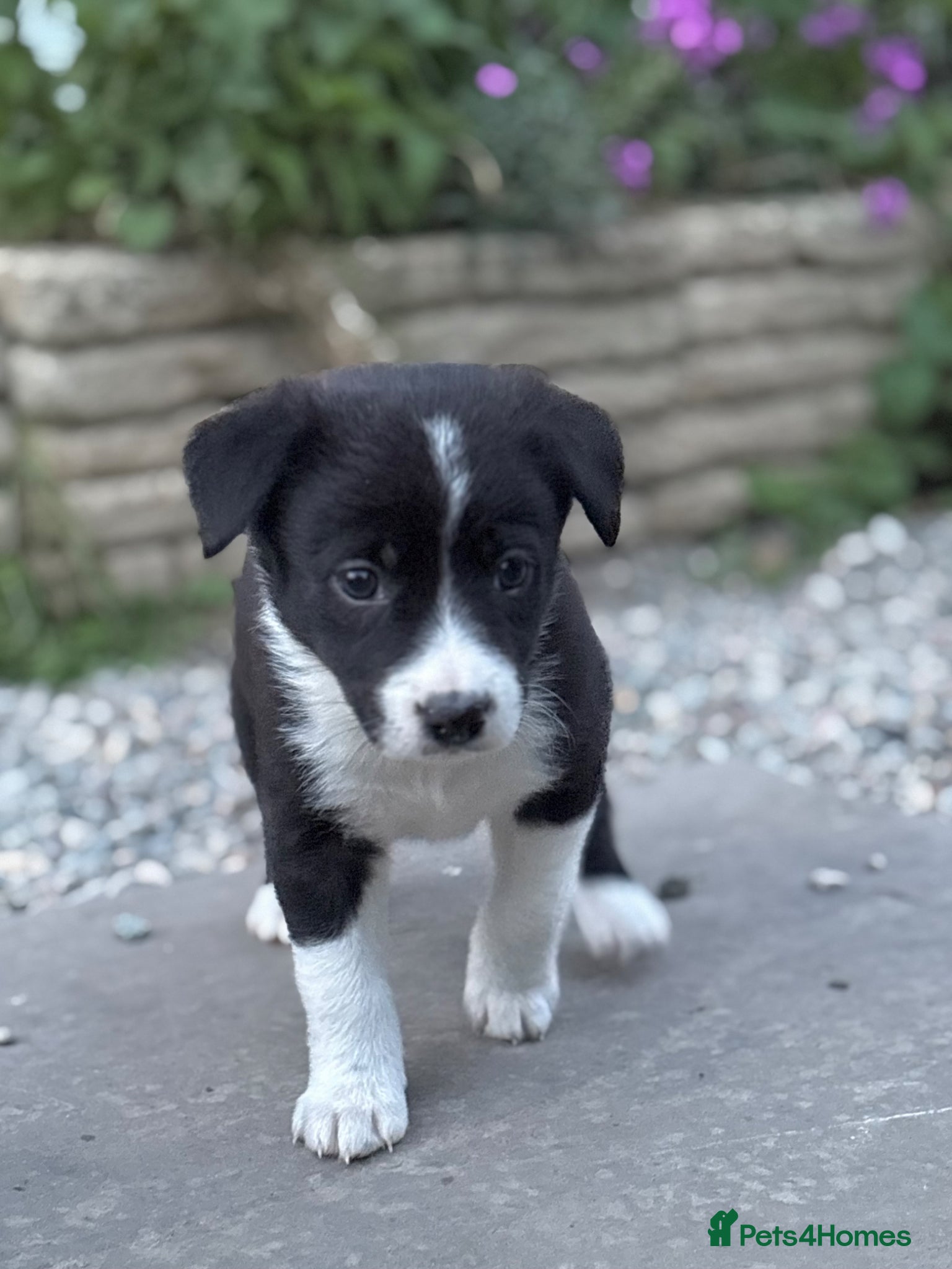 Mixed Breed dogs 7 week old Collie X Kelpie  - Advert 3