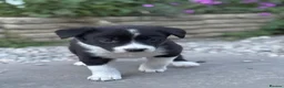 Mixed Breed dogs for sale: 7 week old Collie X Kelpie  - Advert 1