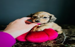 Miniature Dachshund dogs for sale: Cream Litter 5 Star Breeder ⭐️⭐️⭐️⭐️⭐️  - Image 13
