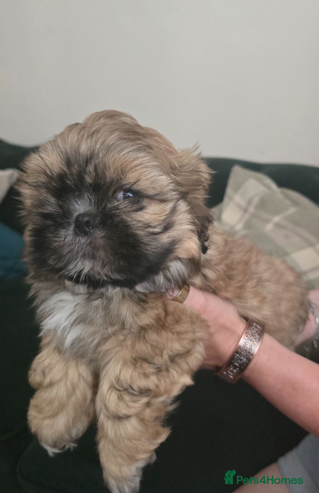 Shih Tzu dogs Adorable shih tzu pups for sale - Advert 1