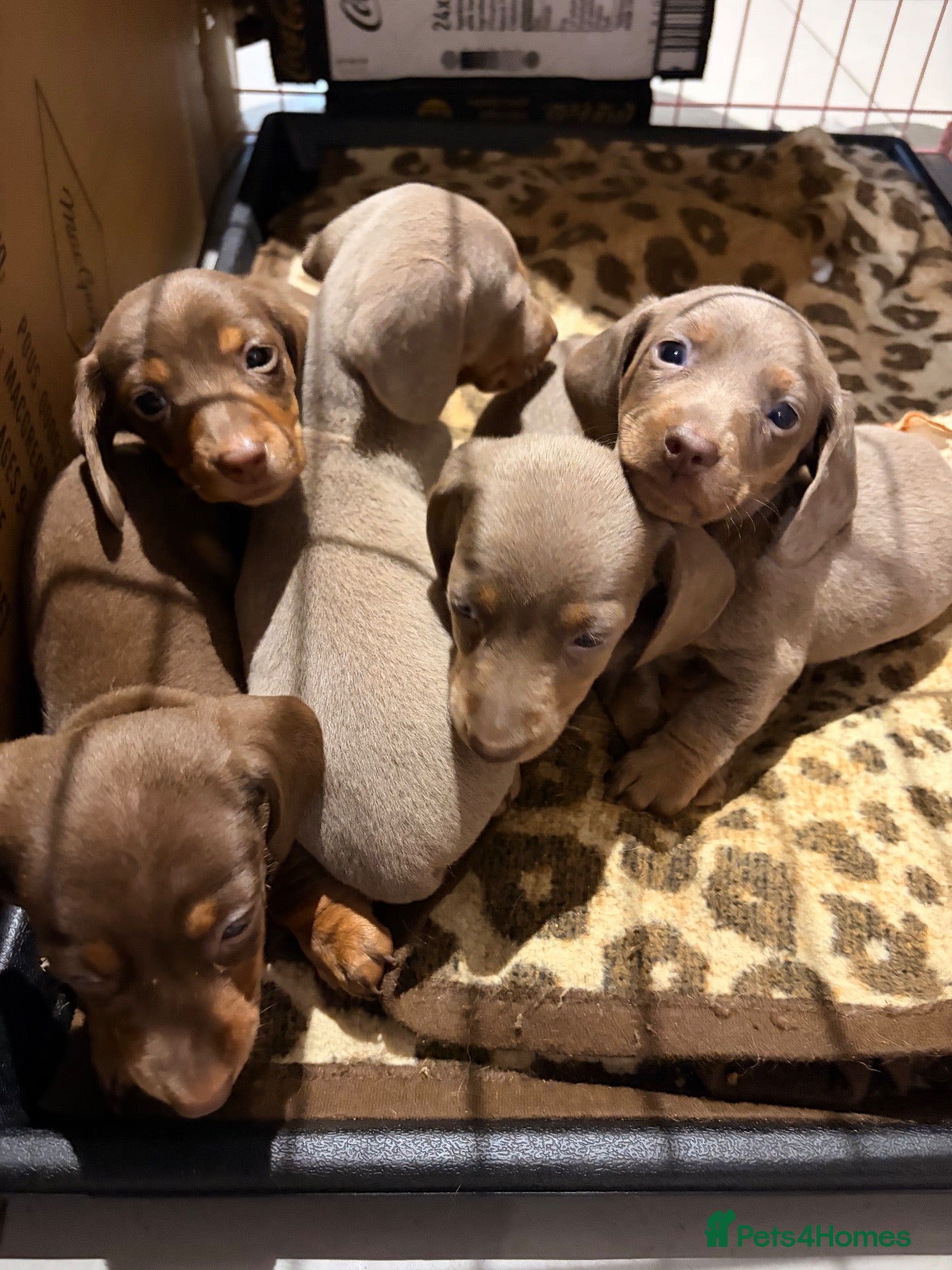 Dachshund dogs for sale: Standard/miniature dachshund  - Advert 19