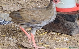 Pheasants poultry for sale: 4 Golden Pheasants and One Silver - Image 4