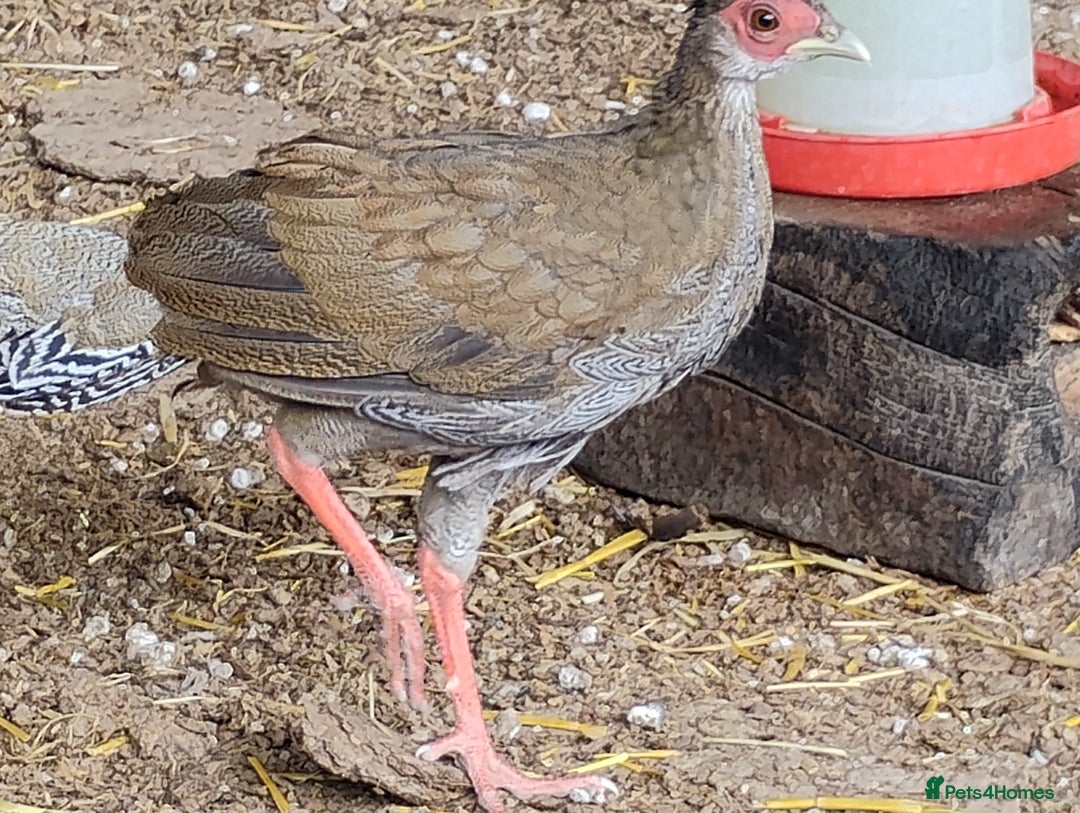 Pheasants poultry for sale: 4 Golden Pheasants and One Silver - Image 4